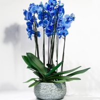 https://www.lisyantuscicekcilik.com/